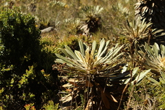 Espeletia guacharaca