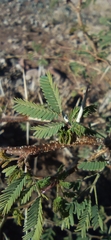 Vachellia farnesiana