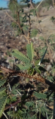 Vachellia farnesiana