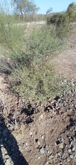 Vachellia farnesiana
