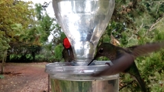 Sephanoides sephaniodes