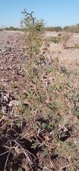 Vachellia farnesiana