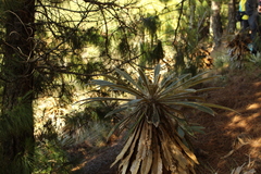 Espeletia guacharaca