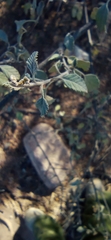Cordia parvifolia