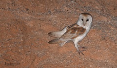 Tyto alba erlangeri