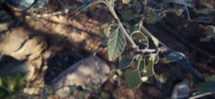 Cordia parvifolia