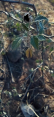 Cordia parvifolia