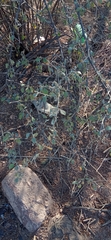 Cordia parvifolia