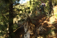 Espeletia guacharaca