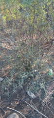 Cordia parvifolia