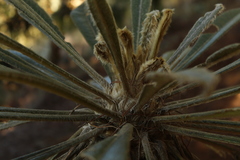 Espeletia guacharaca