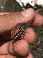 Leptodactylus mystacinus