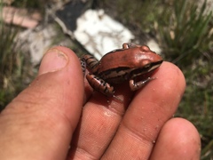 Leptodactylus mystacinus