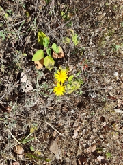 Senecio stoechadiformis