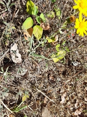 Senecio stoechadiformis