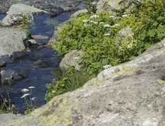 Heracleum apiifolium