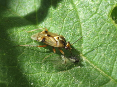 Deraeocoris serenus