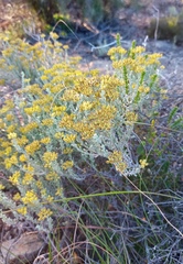 Helichrysum excisum