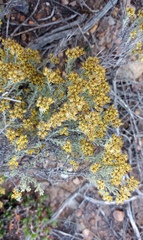 Helichrysum excisum