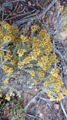 Helichrysum excisum