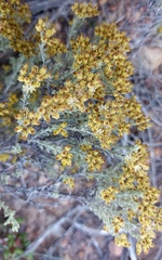 Helichrysum excisum