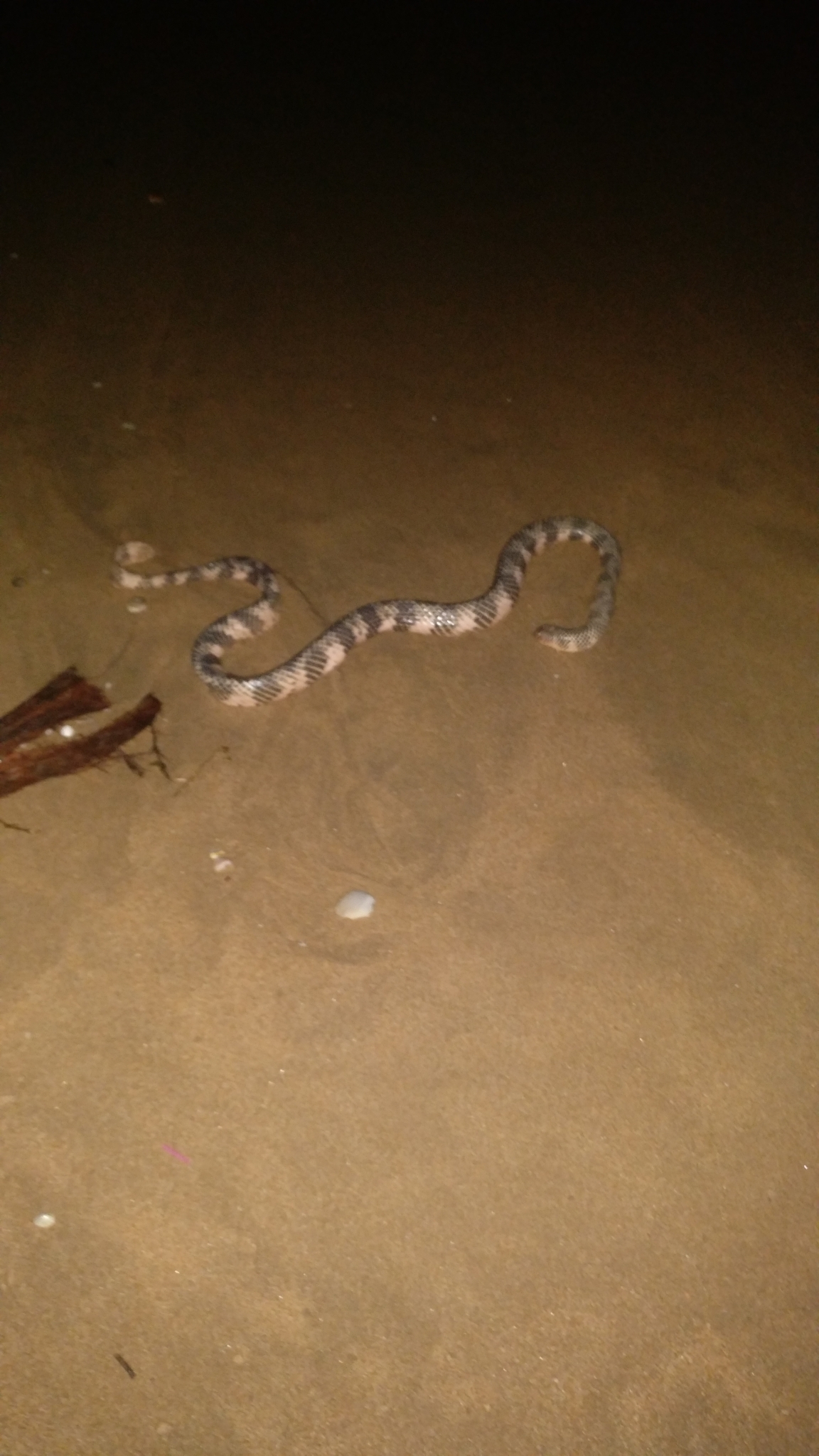 Aipysurus duboisii Bavay, 1869