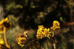 Espeletia boyacensis