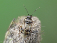 Deraeocoris serenus