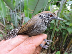 Pheugopedius sclateri