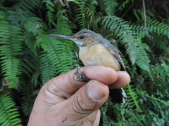 Ramphocaenus melanurus
