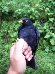Turdus leucops