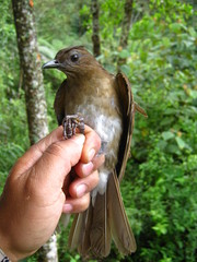 Turdus obsoletus