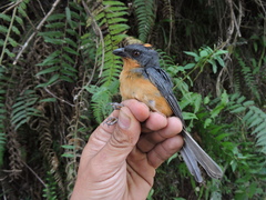 Creurgops verticalis