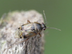 Deraeocoris serenus
