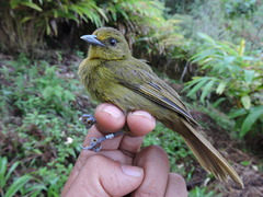 Sphenopsis frontalis