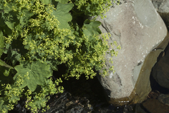 Alchemilla persica