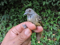 Epinecrophylla fulviventris