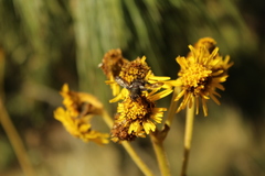 Espeletia boyacensis