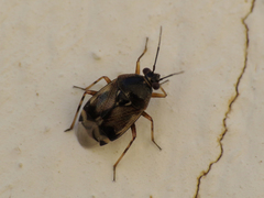 Deraeocoris serenus