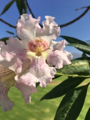 × chitalpa tashkentensis