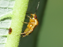 Deraeocoris serenus