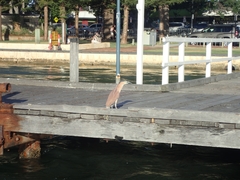 Nycticorax caledonicus