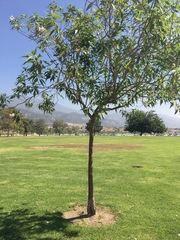 × chitalpa tashkentensis