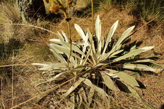Espeletia boyacensis