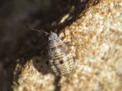 Deraeocoris serenus