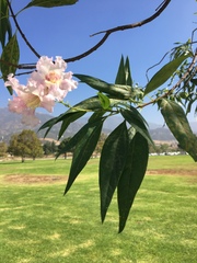 × chitalpa tashkentensis