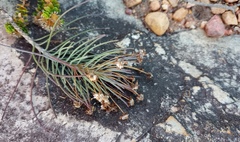 Euryops tenuissimus