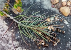 Euryops tenuissimus