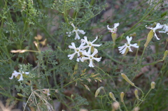 Silene kuschakewiczii