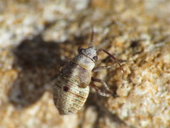 Deraeocoris serenus